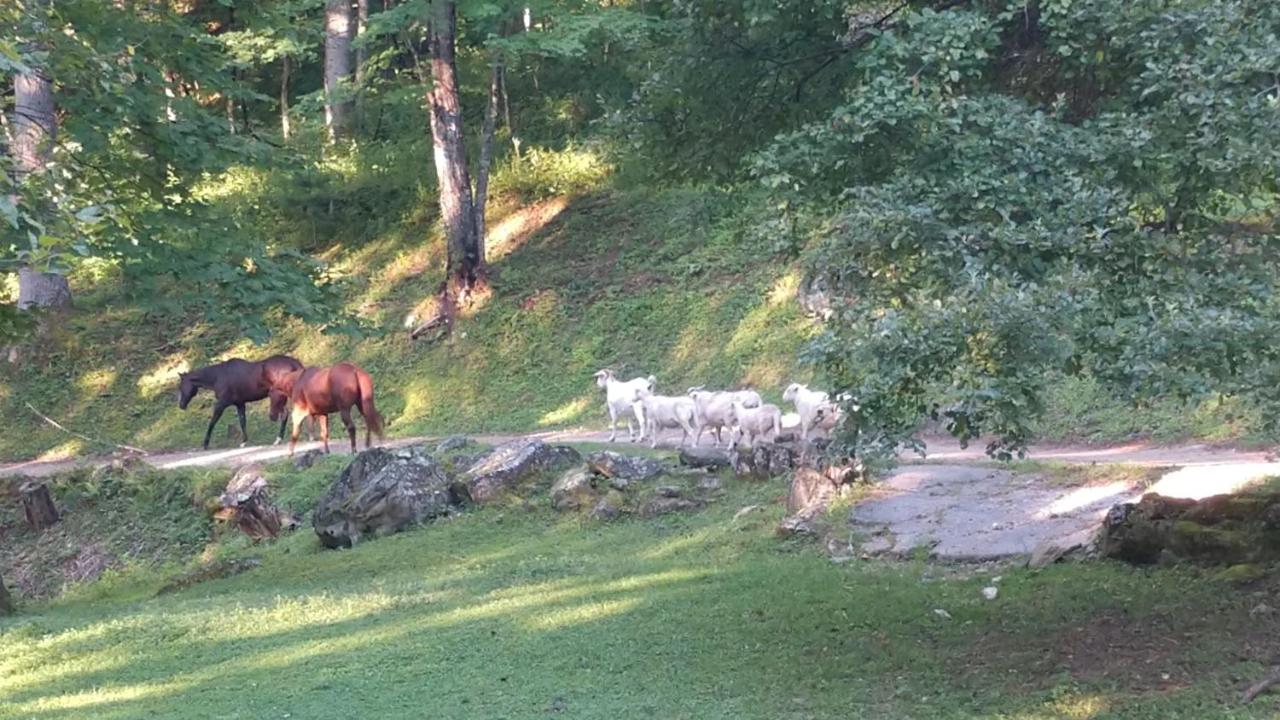 Arrowmont Stables & Cabins Cullowhee Extérieur photo